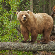 Load image into Gallery viewer, PKU Takes Over The Zoo 2026 - Nashville - Adult Registration (Ages 12 & Above Without PKU)