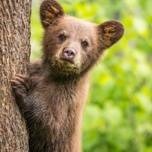 Load image into Gallery viewer, PKU Takes Over The Zoo 2026 - Nashville - Children Registration (Ages 3 - 12 Without PKU)
